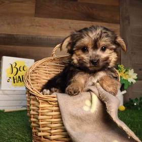 Morkie