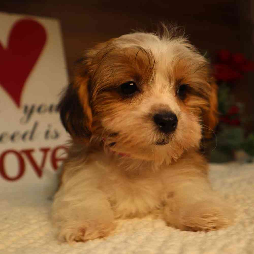 Female Teddy Poo Puppy for Sale in Blaine, MN