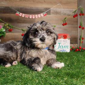 Maltipoo