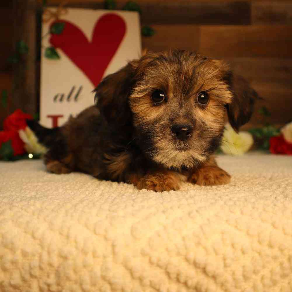 Male Teddy Yorkie Puppy for Sale in Blaine, MN