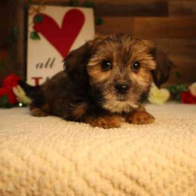 Teddy Yorkie