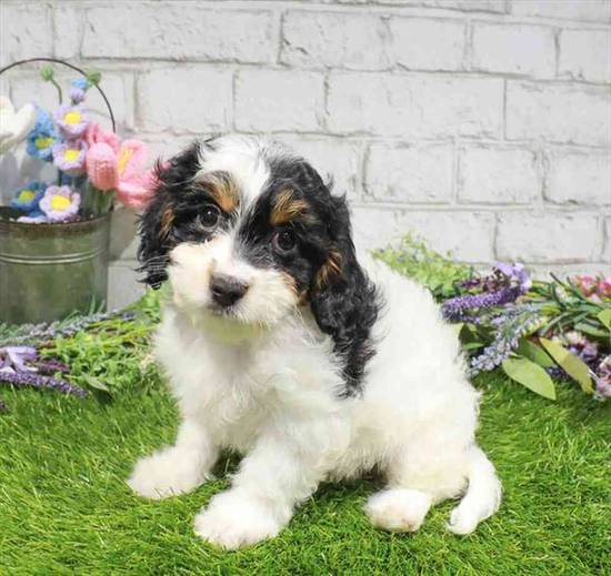 Cavapoo
