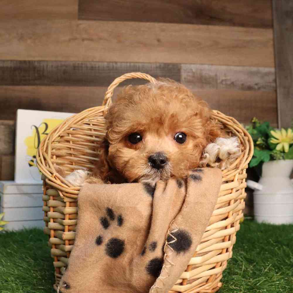 carousel pet images