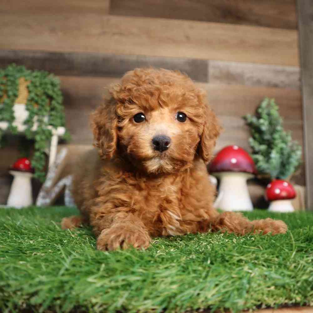 Female Mini Poodle Puppy for Sale in Blaine, MN
