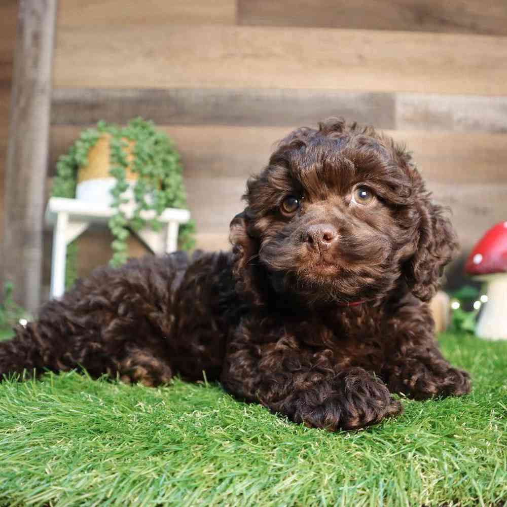 carousel pet images