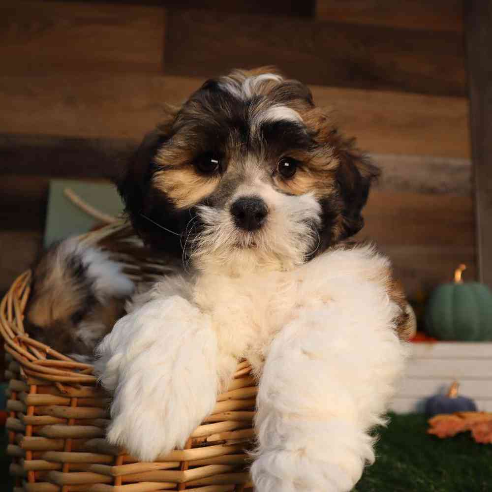 Male Teddy Bear Puppy for Sale in Blaine, MN