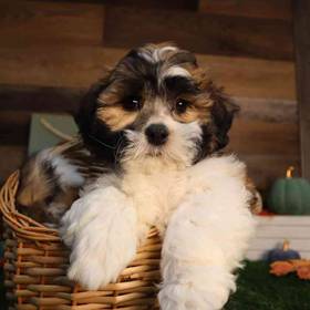 Teddy Bear