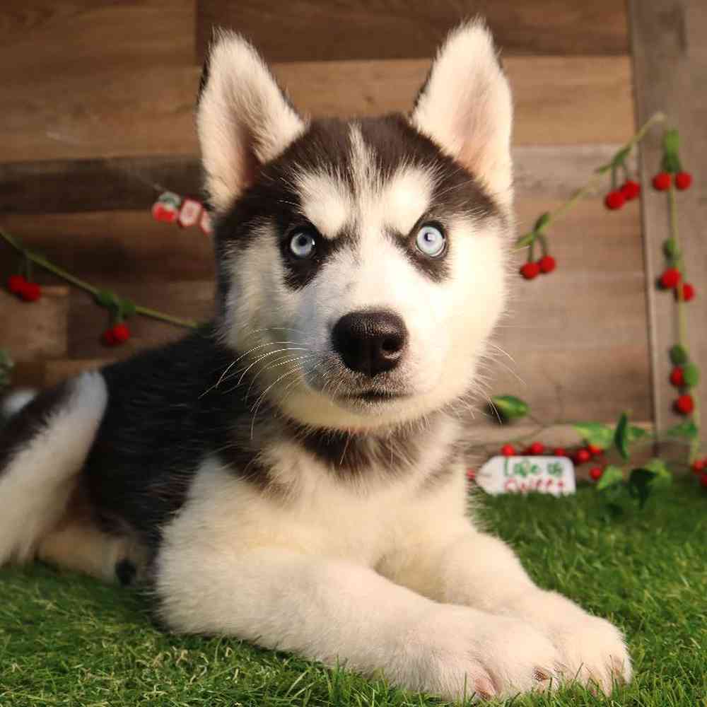 Female Siberian Husky Puppy for Sale in Blaine, MN