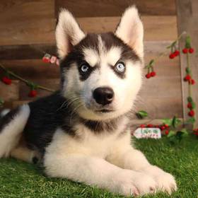 Siberian Husky