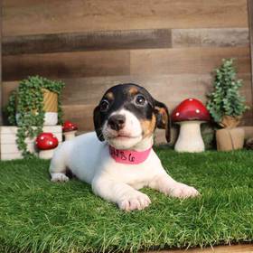 Jack Russell Terrier