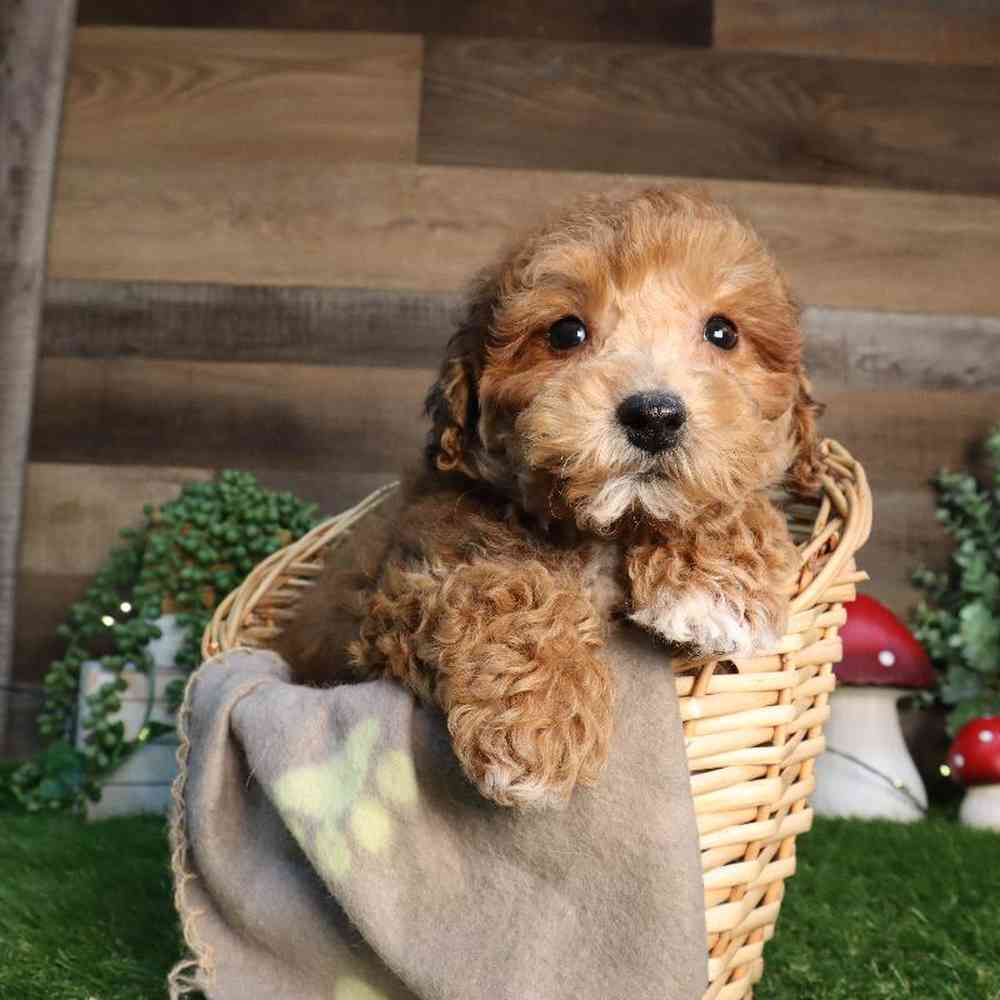 Female Bichon-Poo Puppy for Sale in Blaine, MN