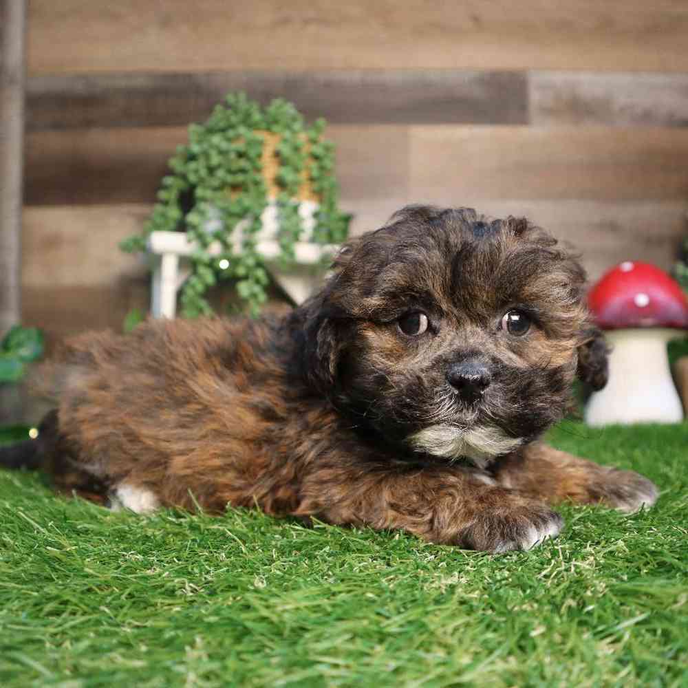 carousel pet images