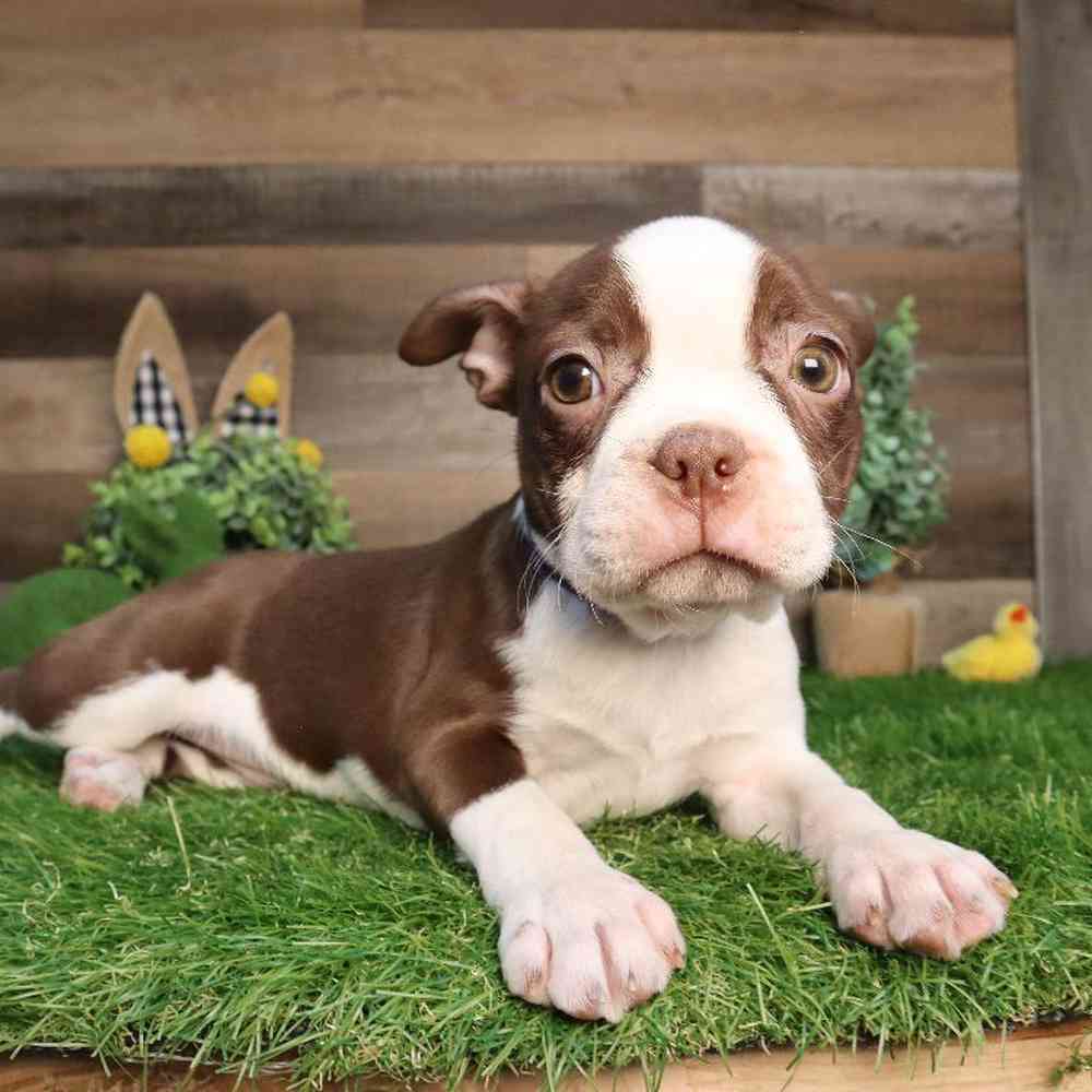 Female Boston Terrier Puppy for Sale in Blaine, MN