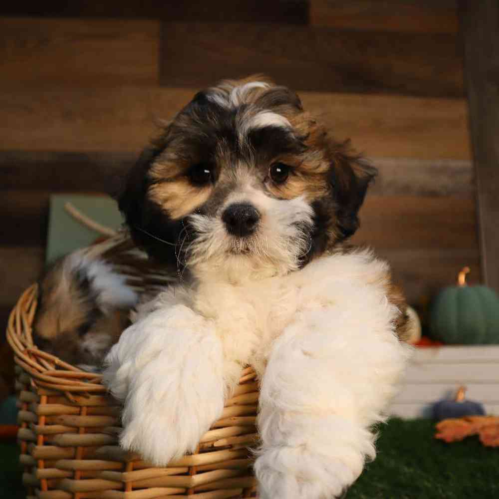 carousel pet images