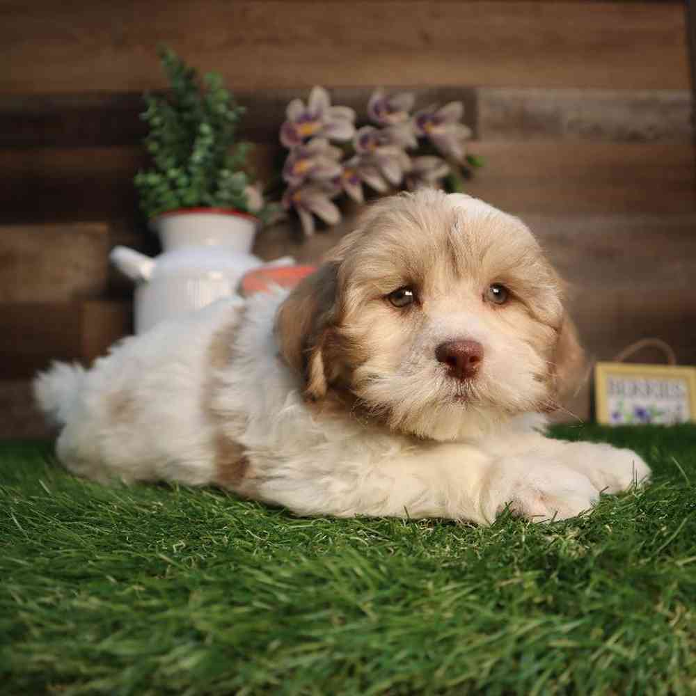 Image of a pet breed in the gallery