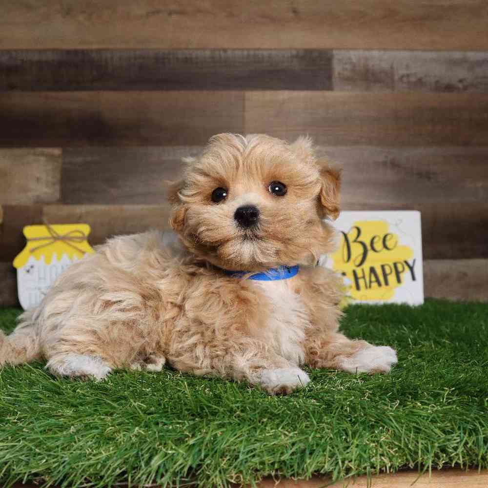 Male Maltipoo Puppy for Sale in Blaine, MN