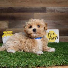 Maltipoo