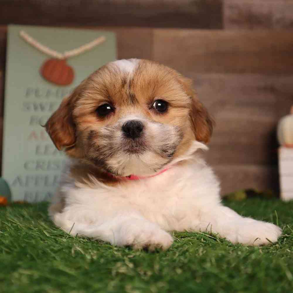carousel pet images