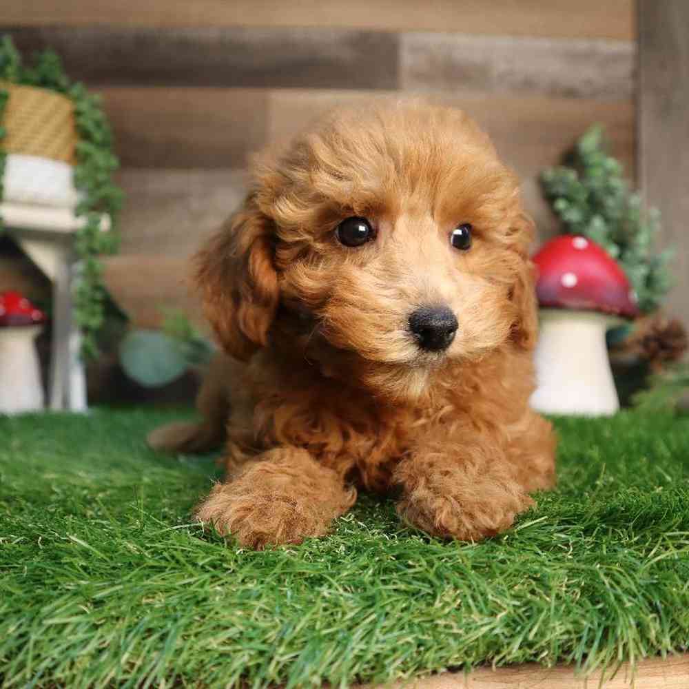 carousel pet images