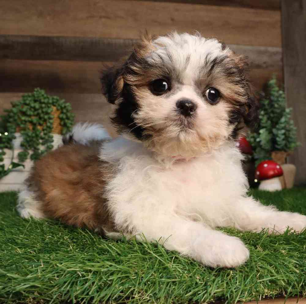 Female Shih Tzu Puppy for Sale in Blaine, MN