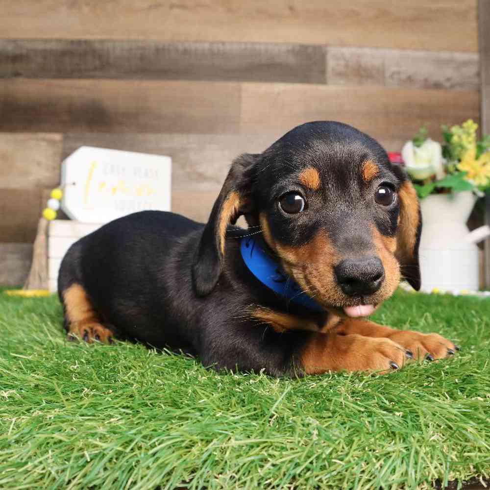 Male Dachshund Puppy for Sale in Blaine, MN