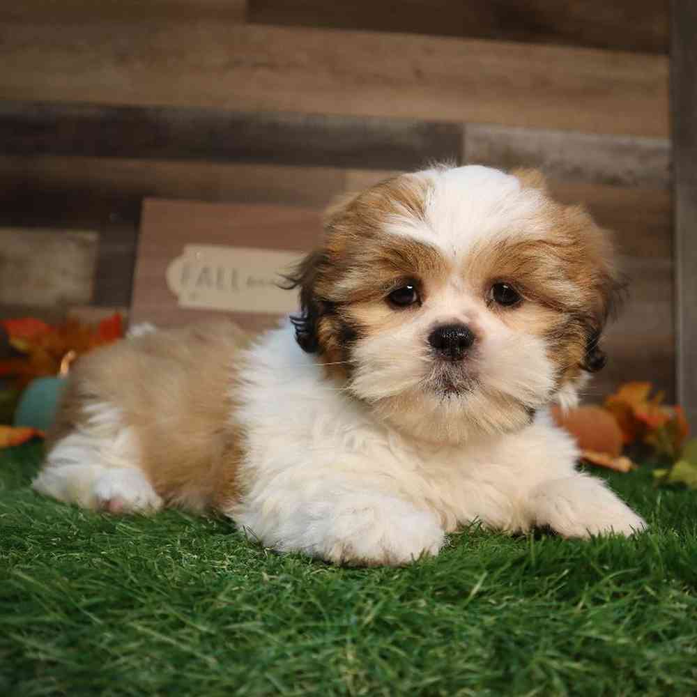 Female Shih Tzu Puppy for Sale in Blaine, MN