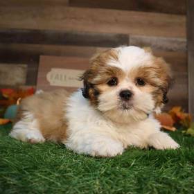 Shih Tzu
