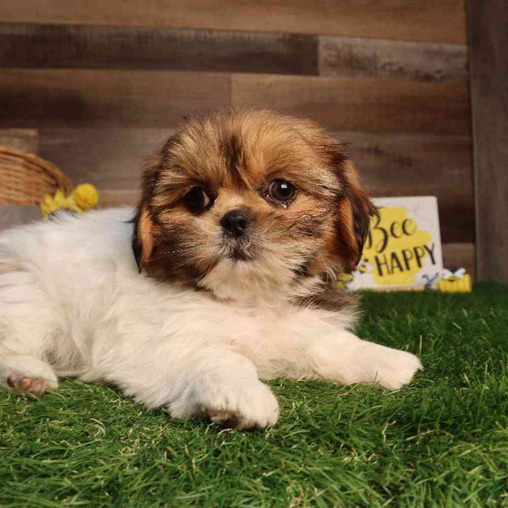 carousel pet images