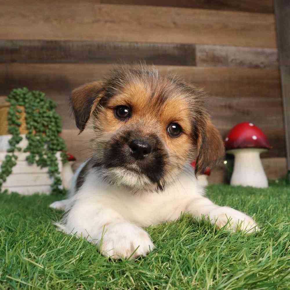 Male Shorkie Puppy for Sale in Blaine, MN