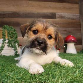 Shorkie
