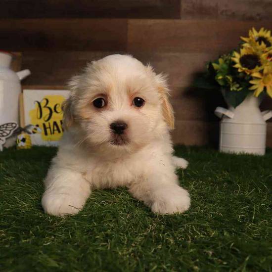 Fluff