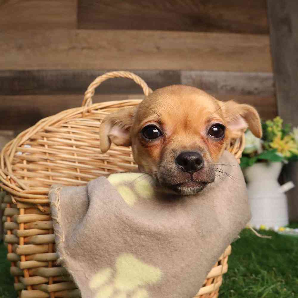 Female Chihuahua Puppy for Sale in Blaine, MN