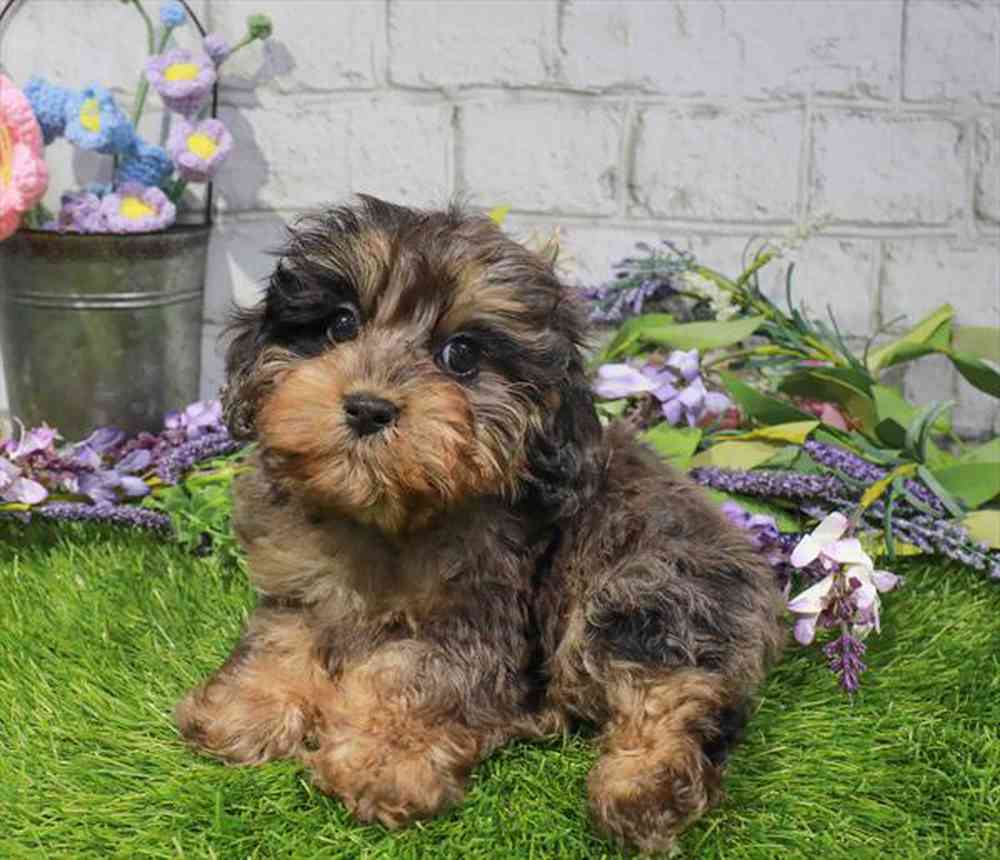 carousel pet images