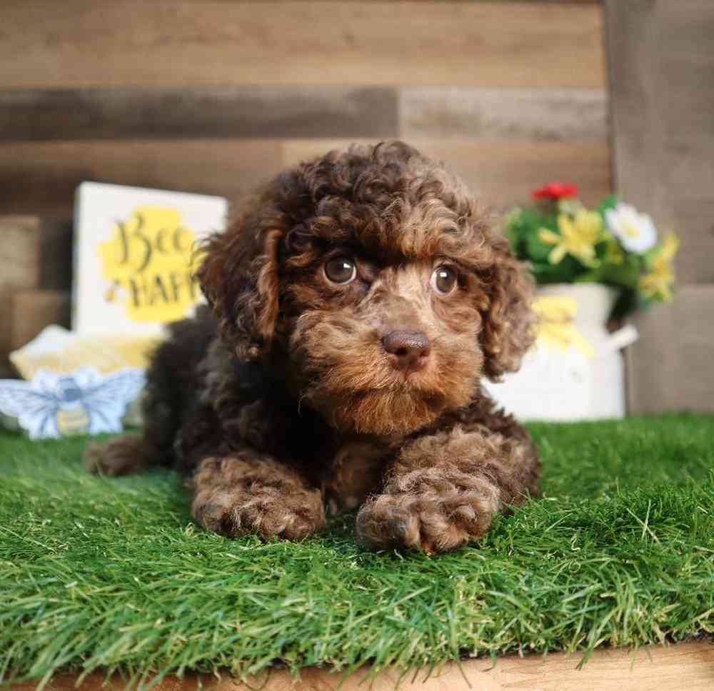 carousel pet images
