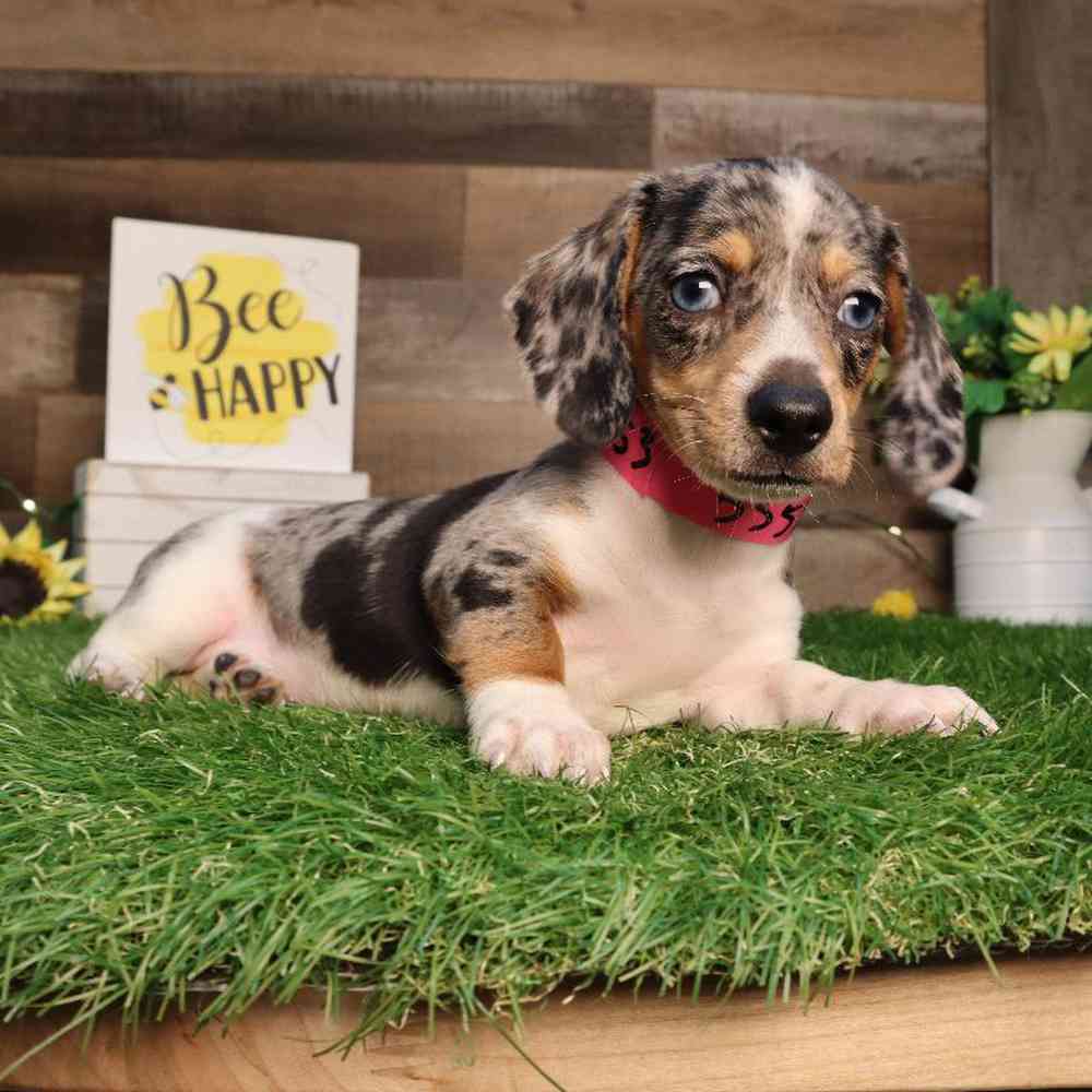 carousel pet images