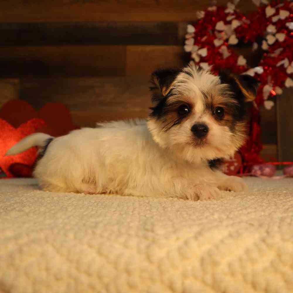 Male Morkie Puppy for Sale in Blaine, MN