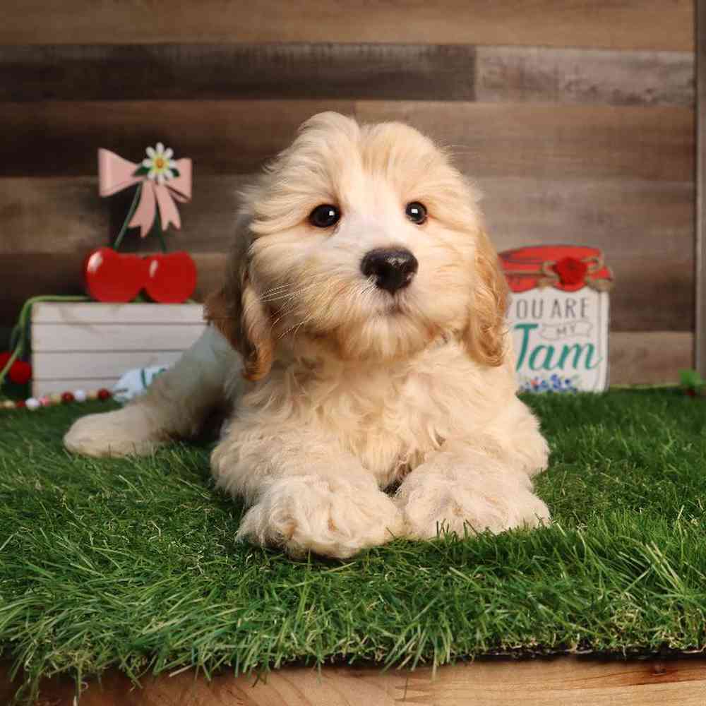 carousel pet images
