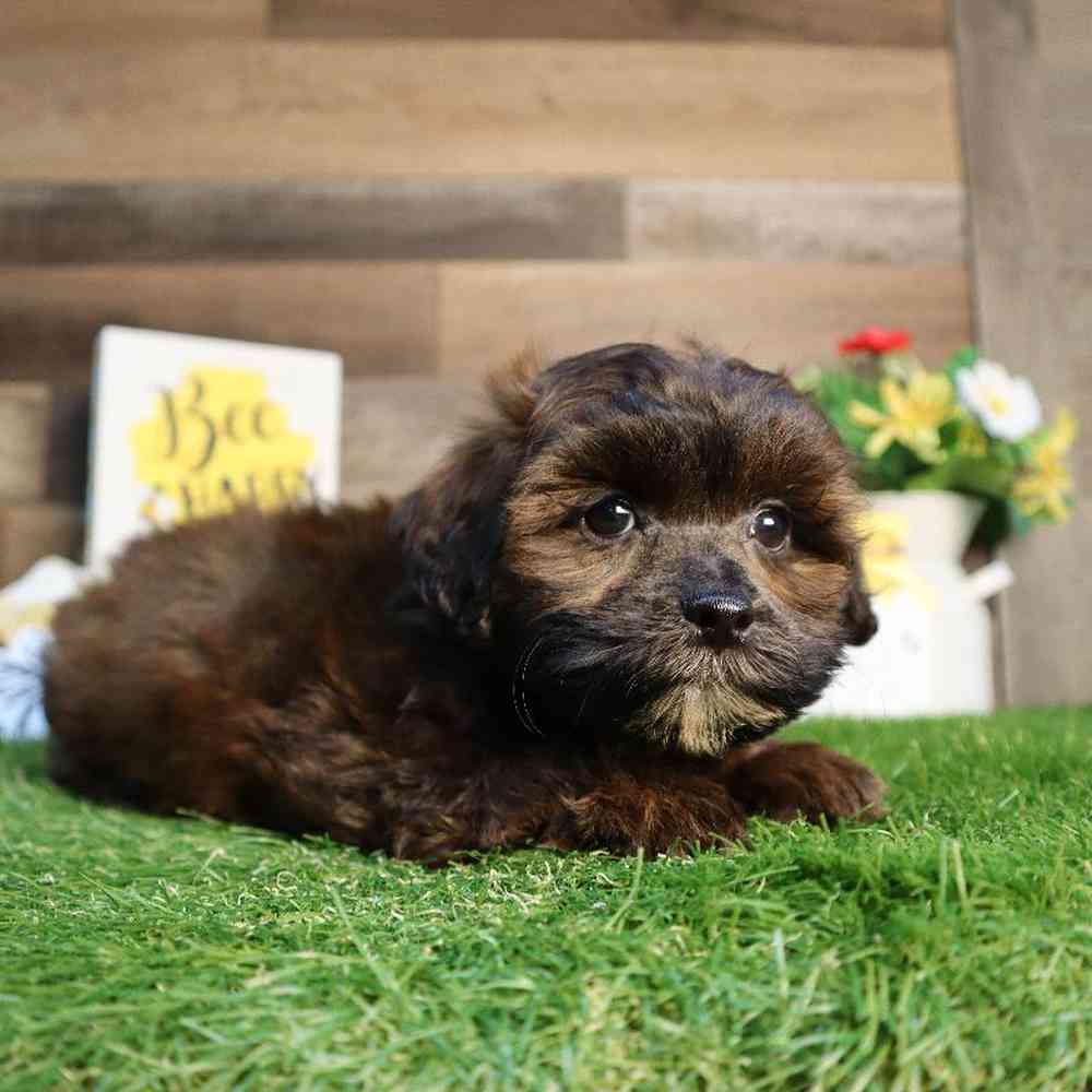 Male Shipoo Puppy for Sale in Blaine, MN