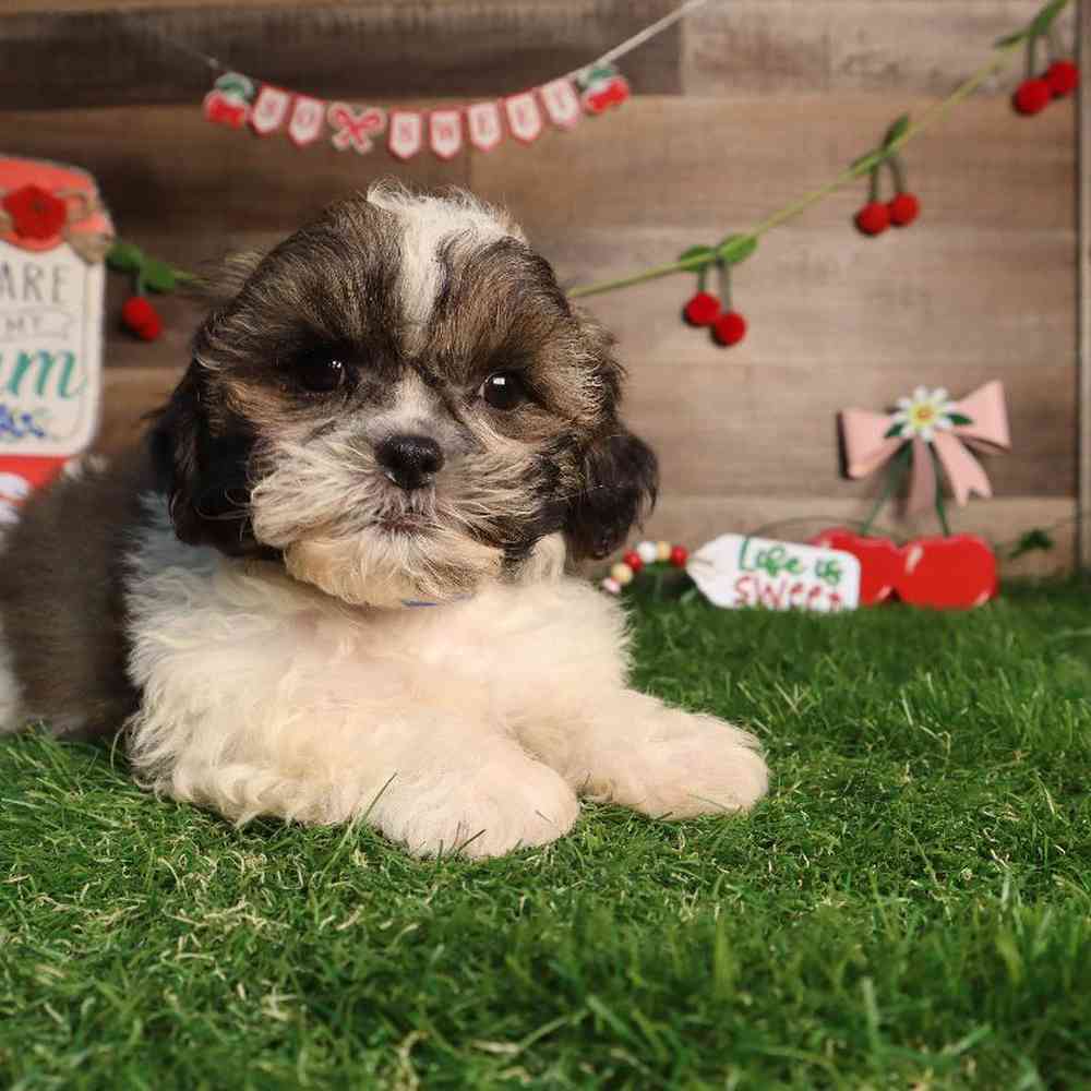 carousel pet images