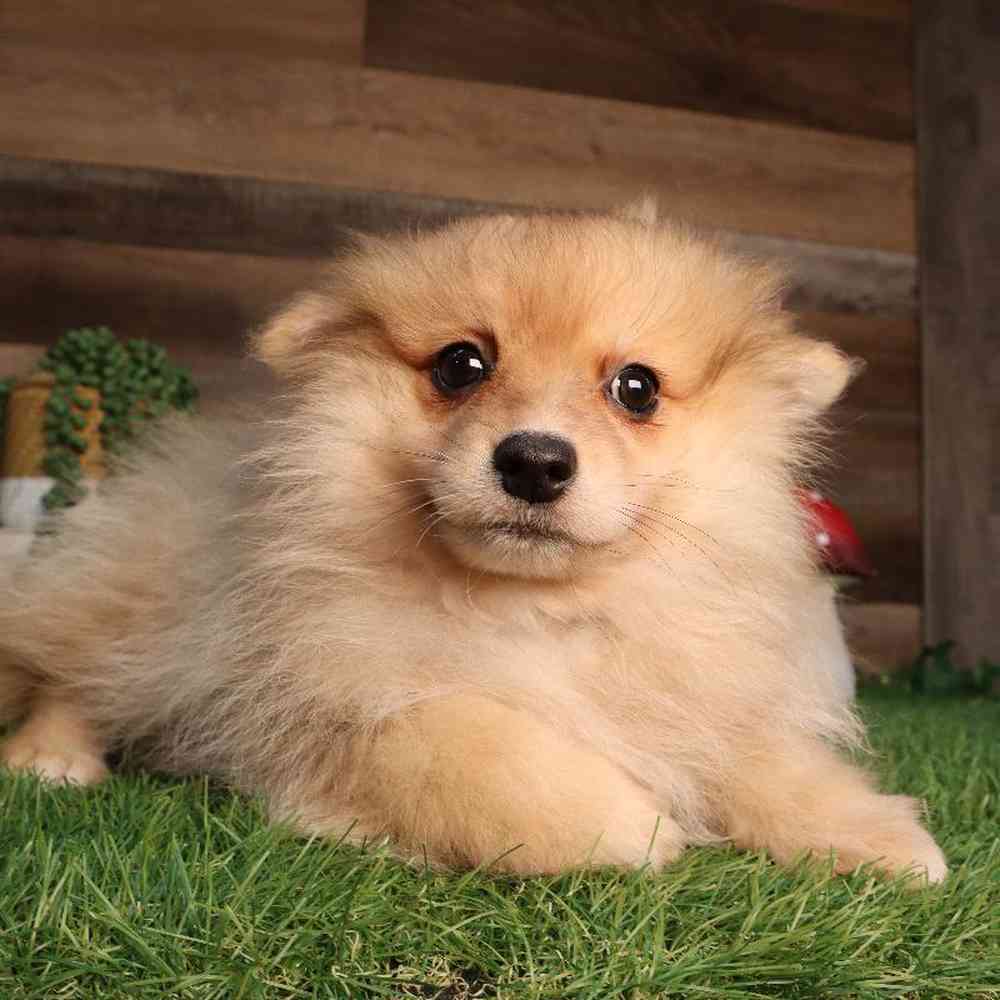 carousel pet images