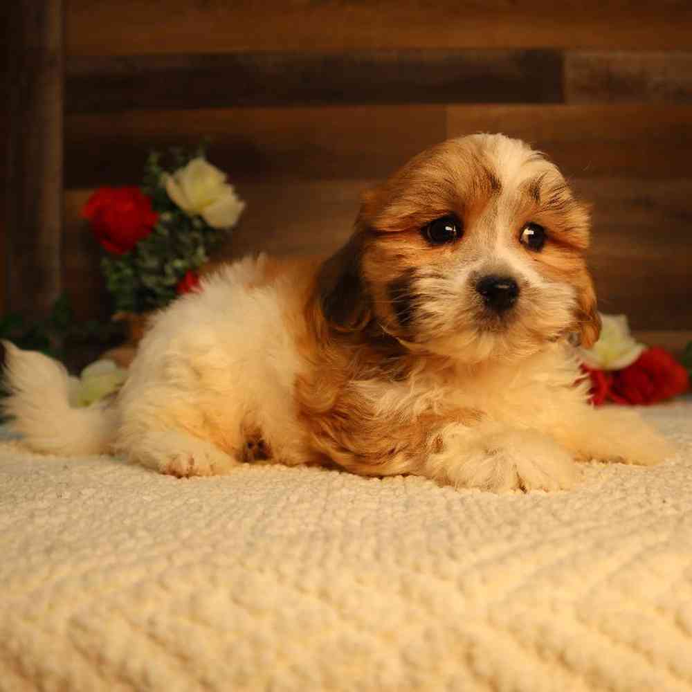 Male Teddy Bear Puppy for Sale in Blaine, MN