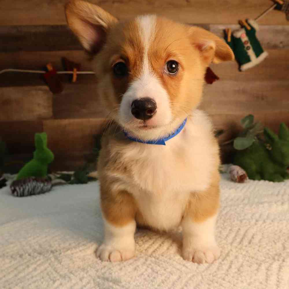 Male Pembroke Welsh Corgi Puppy for Sale in Blaine, MN