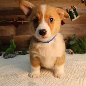Pembroke Welsh Corgi