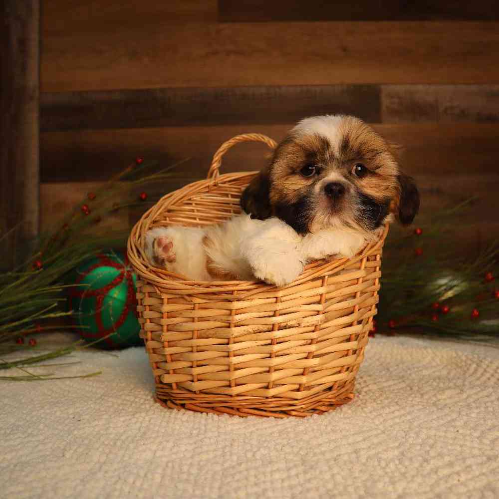 Male Shih Tzu Puppy for Sale in Blaine, MN