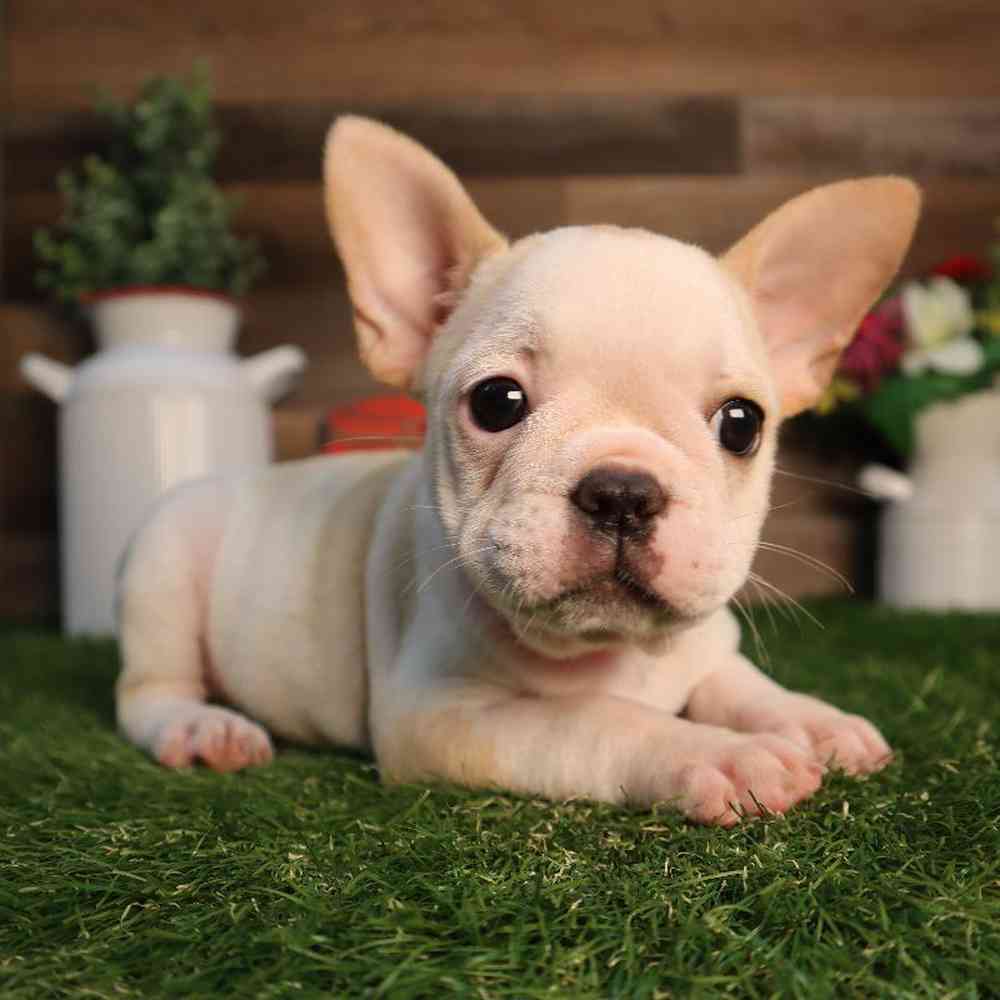 Female French Bulldog Puppy for Sale in Blaine, MN