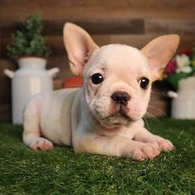 French Bulldog