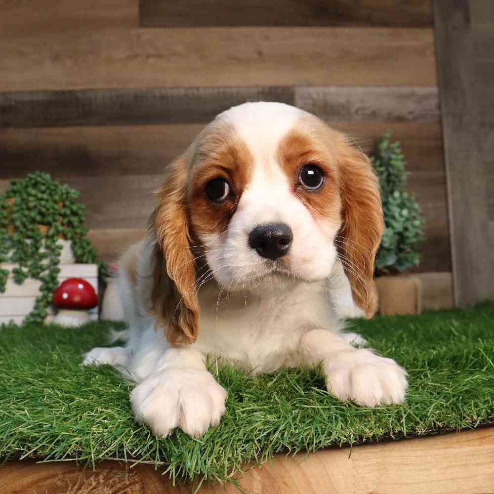 Male Cavalier King Charles Spaniel Puppy for Sale in Blaine, MN