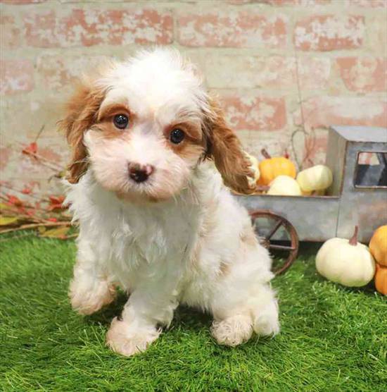 Cavapoo