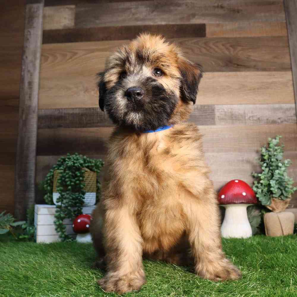 carousel pet images