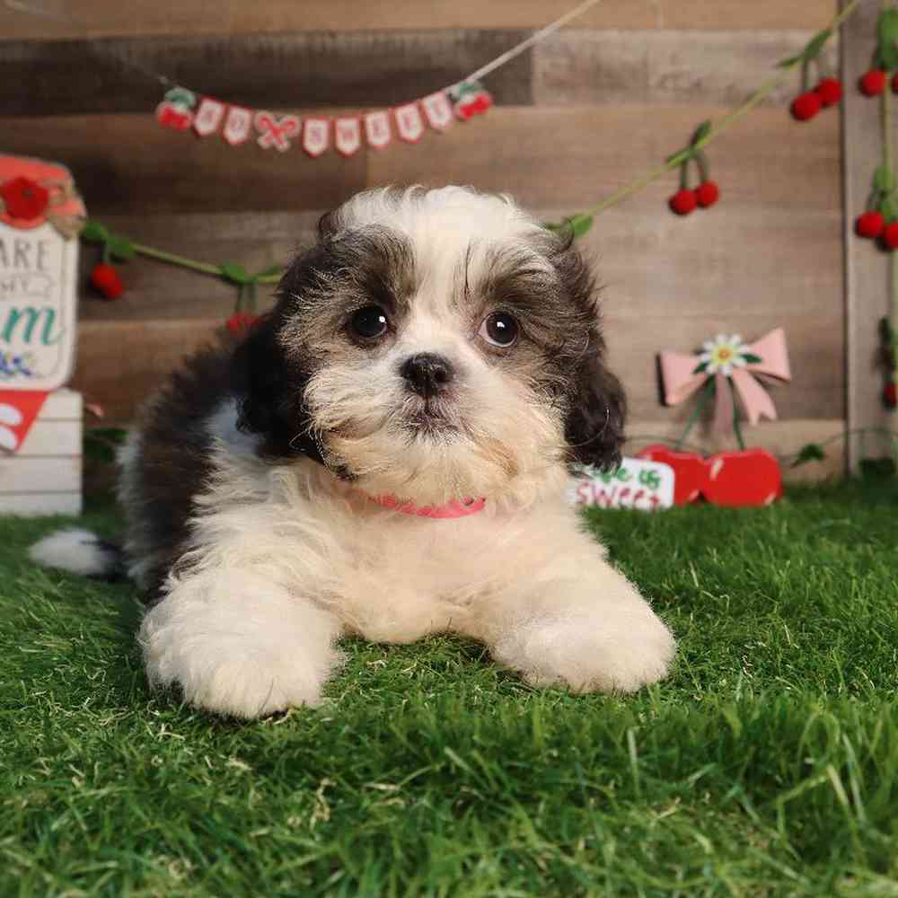 Female Shih Tzu Puppy for Sale in Blaine, MN